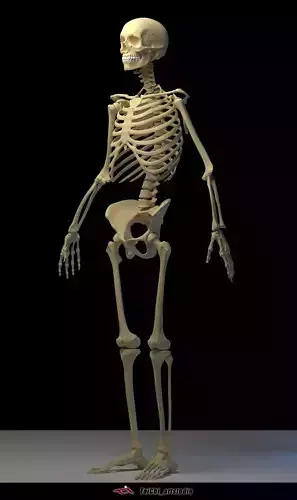 SKELETON human Free 3D model