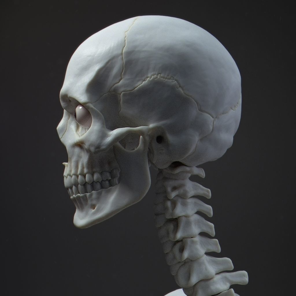 Default Human Head Basemesh Low-poly 3D model_12