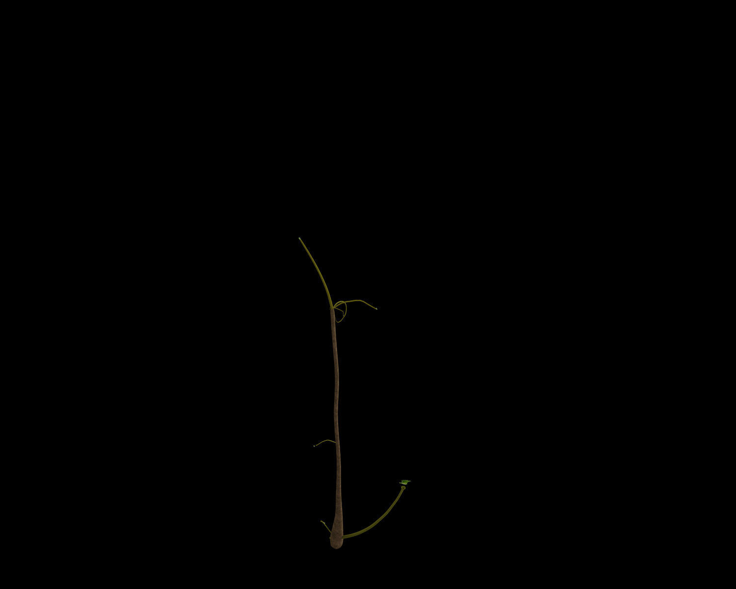 Alchemilla Ovitensis 3D model_6