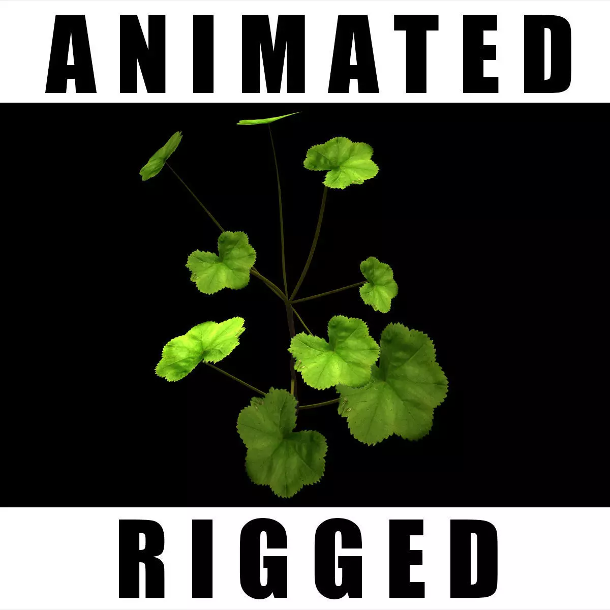 Alchemilla Ovitensis 3D model_0