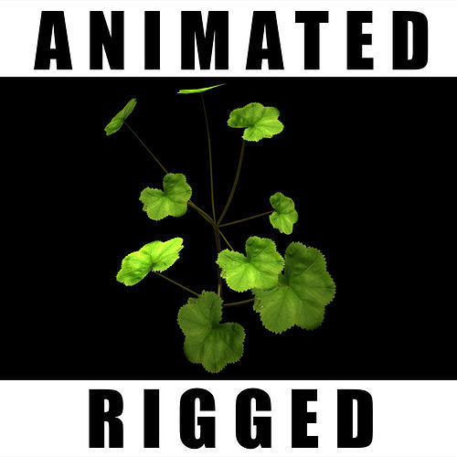 Alchemilla Ovitensis 3D model