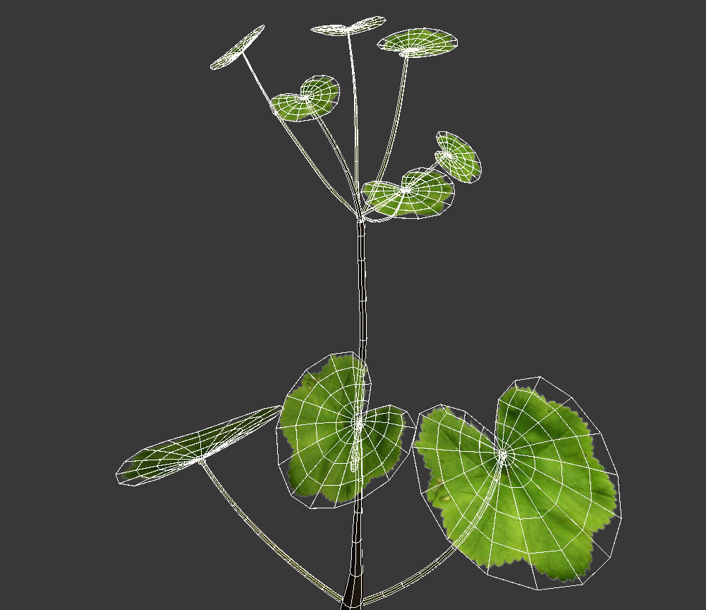 Alchemilla Ovitensis 3D model_2