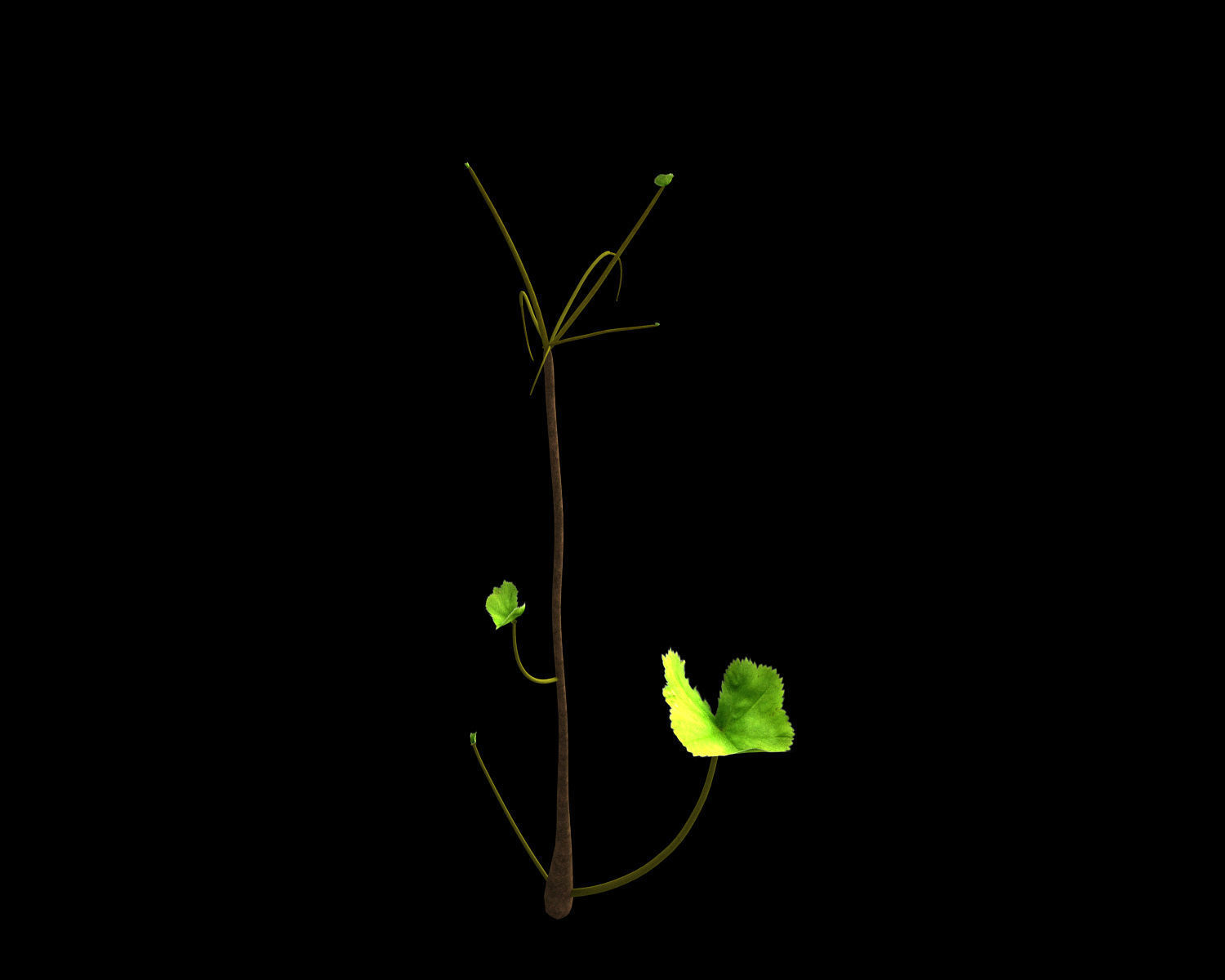 Alchemilla Ovitensis 3D model_7