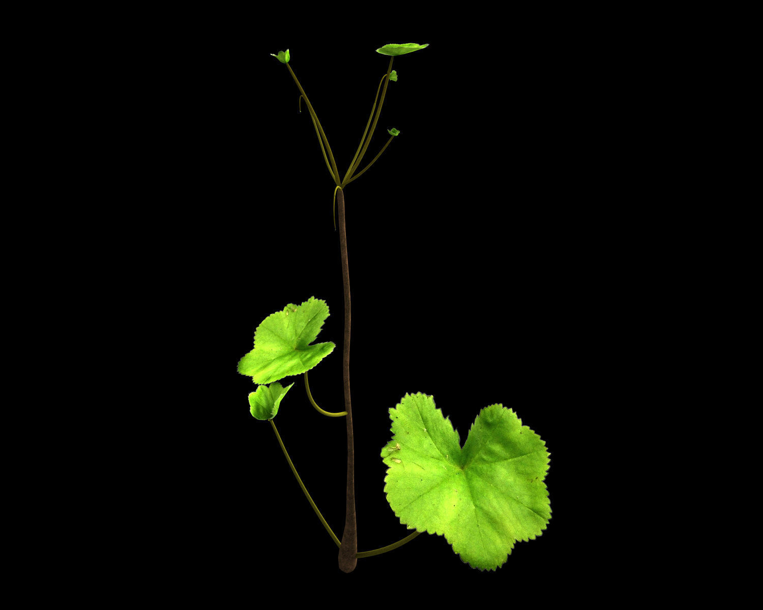 Alchemilla Ovitensis 3D model_8