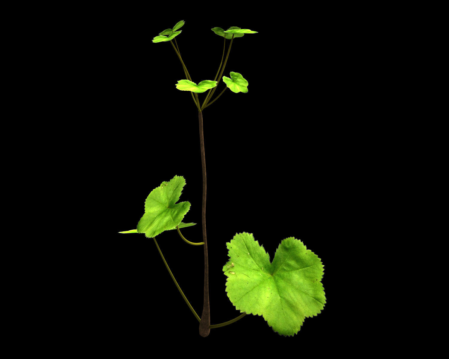 Alchemilla Ovitensis 3D model_4