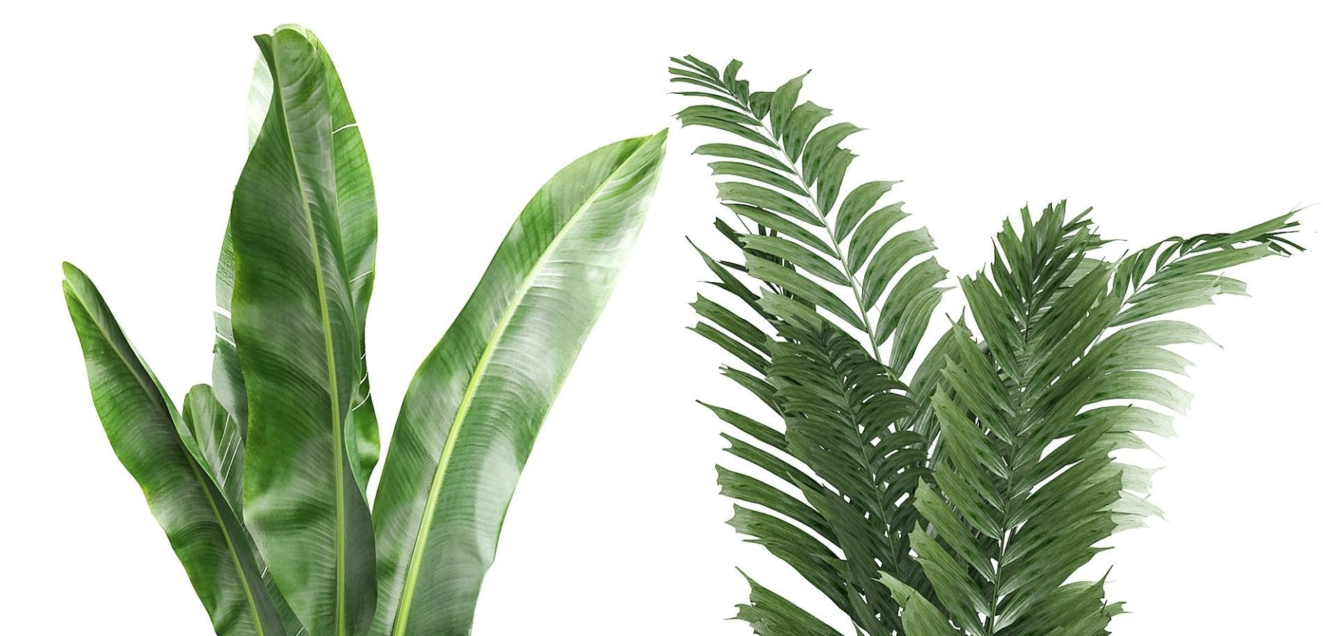 Flower Pack 97 3D model_1