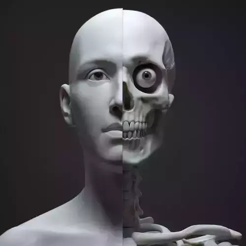 Default Human Head Basemesh LowPoly Low-poly 3D model