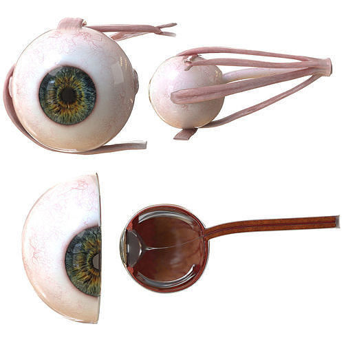 Eye Anatomy Low-poly 3D model