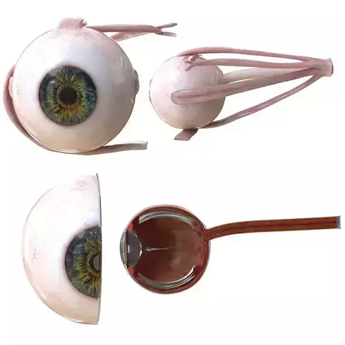Eye Anatomy Low-poly 3D model