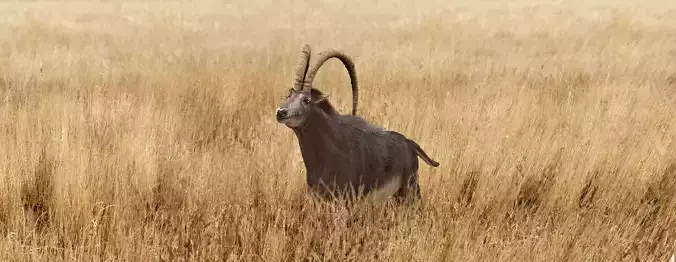 Sable Antelope - Rigged 3D model
