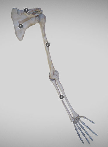 Upper limb Low-poly 3D model