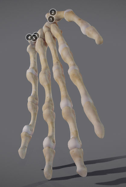 Hands bones of hand Low-poly 3D model_1
