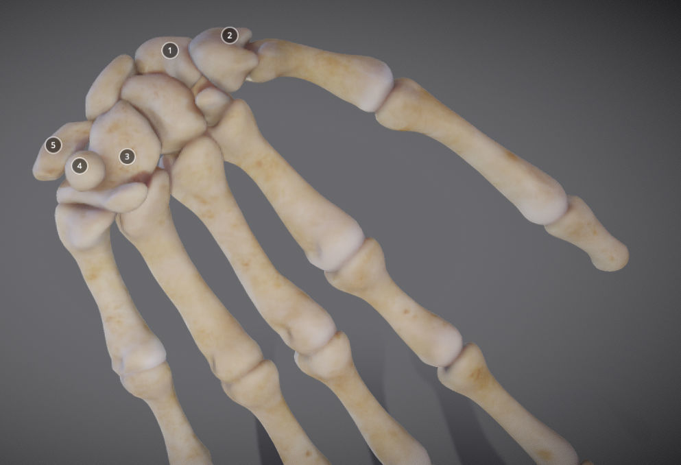 Hands bones of hand Low-poly 3D model_8