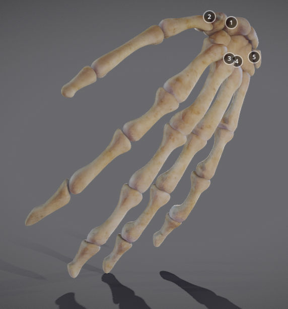 Hands bones of hand Low-poly 3D model_3
