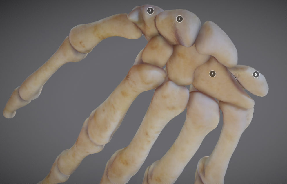 Hands bones of hand Low-poly 3D model_7
