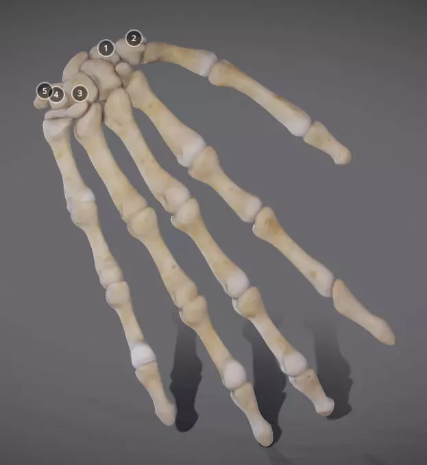 Hands bones of hand Low-poly 3D model_0