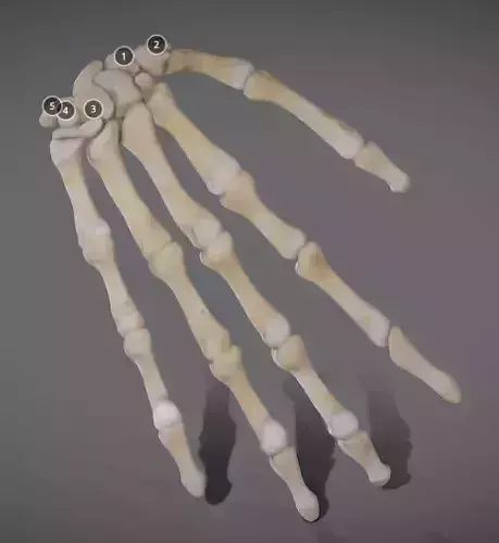 Hands bones of hand