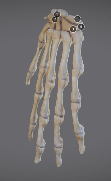 Hands bones of hand Low-poly 3D model_5