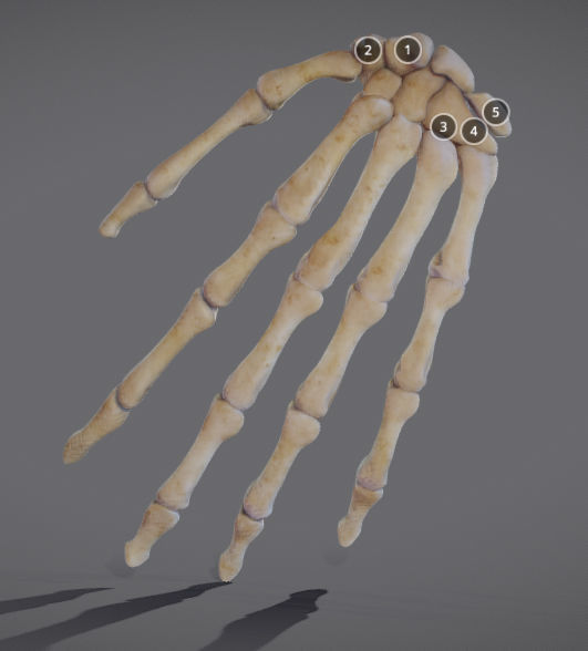 Hands bones of hand Low-poly 3D model_4