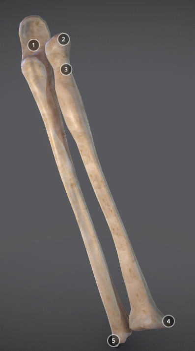 Radius And Ulna Low-poly 3D model_1
