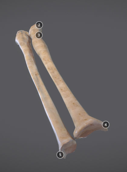 Radius And Ulna Low-poly 3D model_9