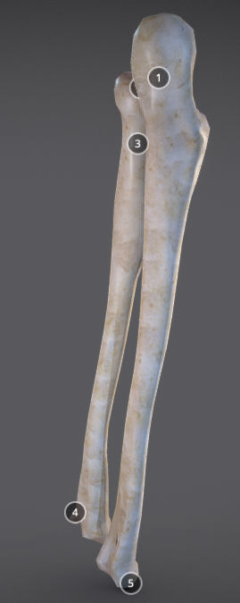 Radius And Ulna Low-poly 3D model_7
