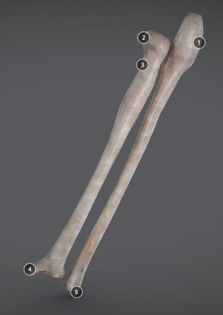 Radius And Ulna Low-poly 3D model_6
