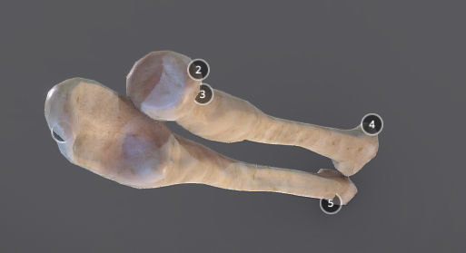 Radius And Ulna Low-poly 3D model_3