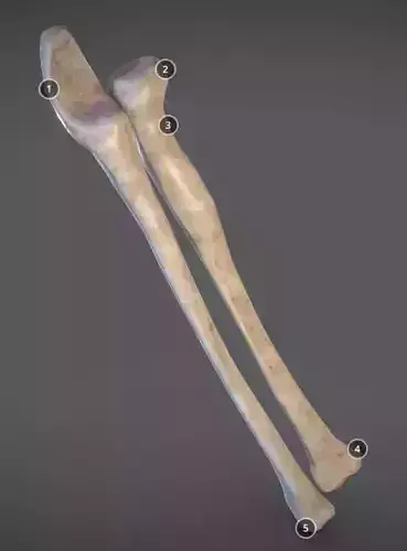 Radius And Ulna