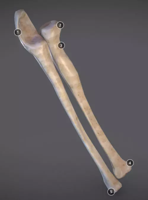 Radius And Ulna Low-poly 3D model_0