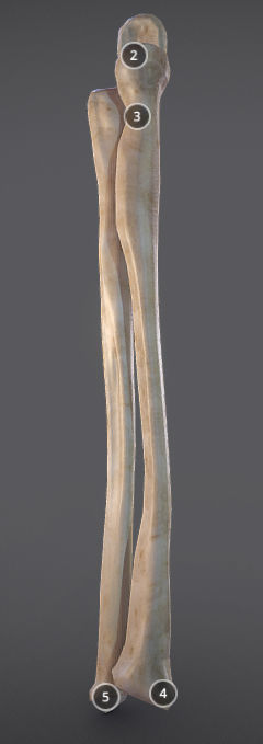 Radius And Ulna Low-poly 3D model_4