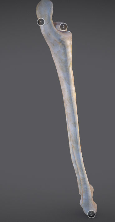 Radius And Ulna Low-poly 3D model_8