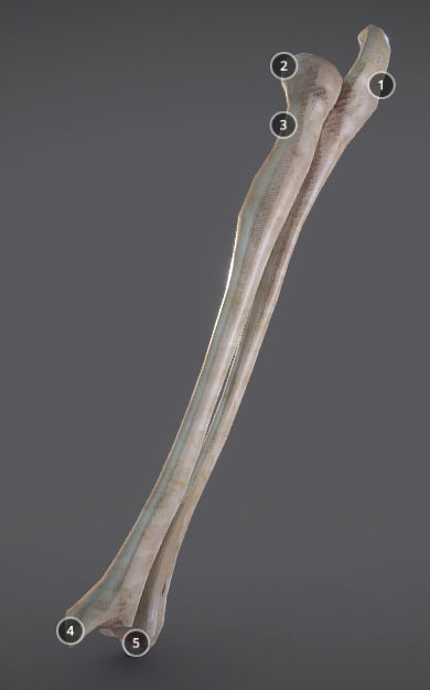 Radius And Ulna Low-poly 3D model_5