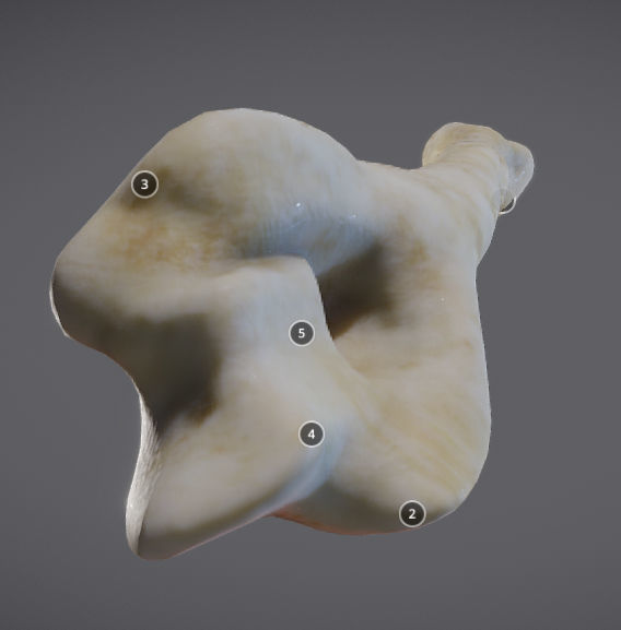 Humerus human bone showing length of bone Low-poly 3D model_6