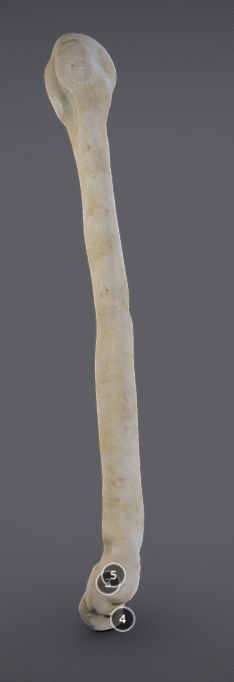 Humerus human bone showing length of bone Low-poly 3D model_2