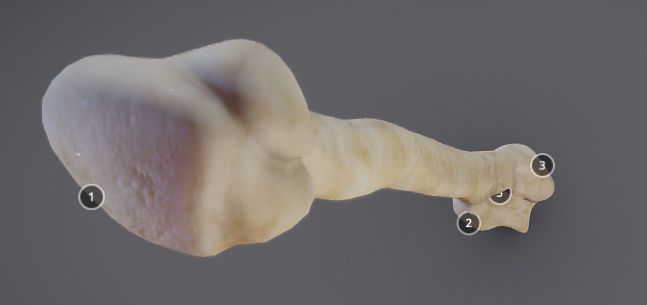 Humerus human bone showing length of bone Low-poly 3D model_7
