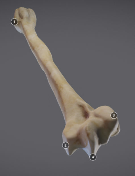 Humerus human bone showing length of bone Low-poly 3D model_5