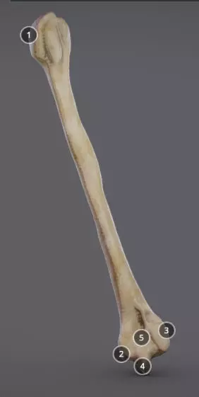 Humerus human bone showing length of bone Low-poly 3D model_0