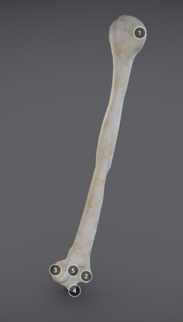 Humerus human bone showing length of bone Low-poly 3D model_3