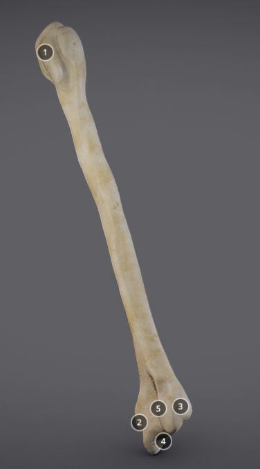 Humerus human bone showing length of bone Low-poly 3D model_1