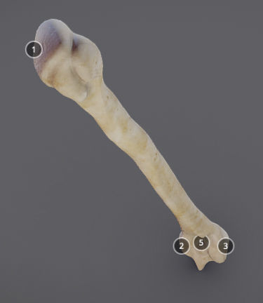 Humerus human bone showing length of bone Low-poly 3D model_4