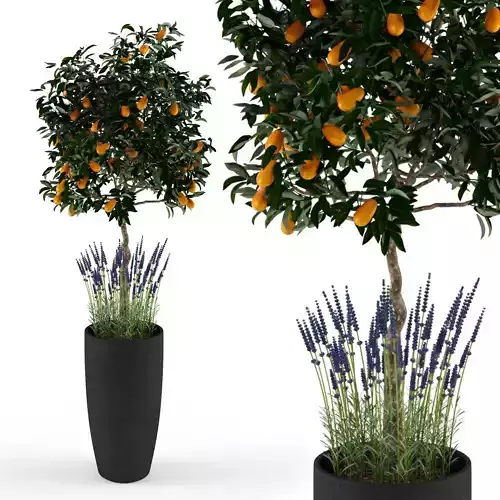 Kumquat and lavender 3D model