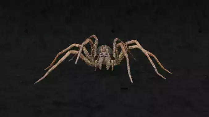 Realistic wolf spider  rigged in 3d Blender model