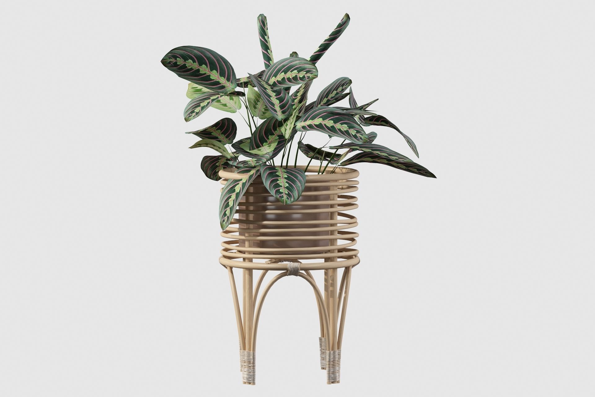 Maranta 01 3D model_46