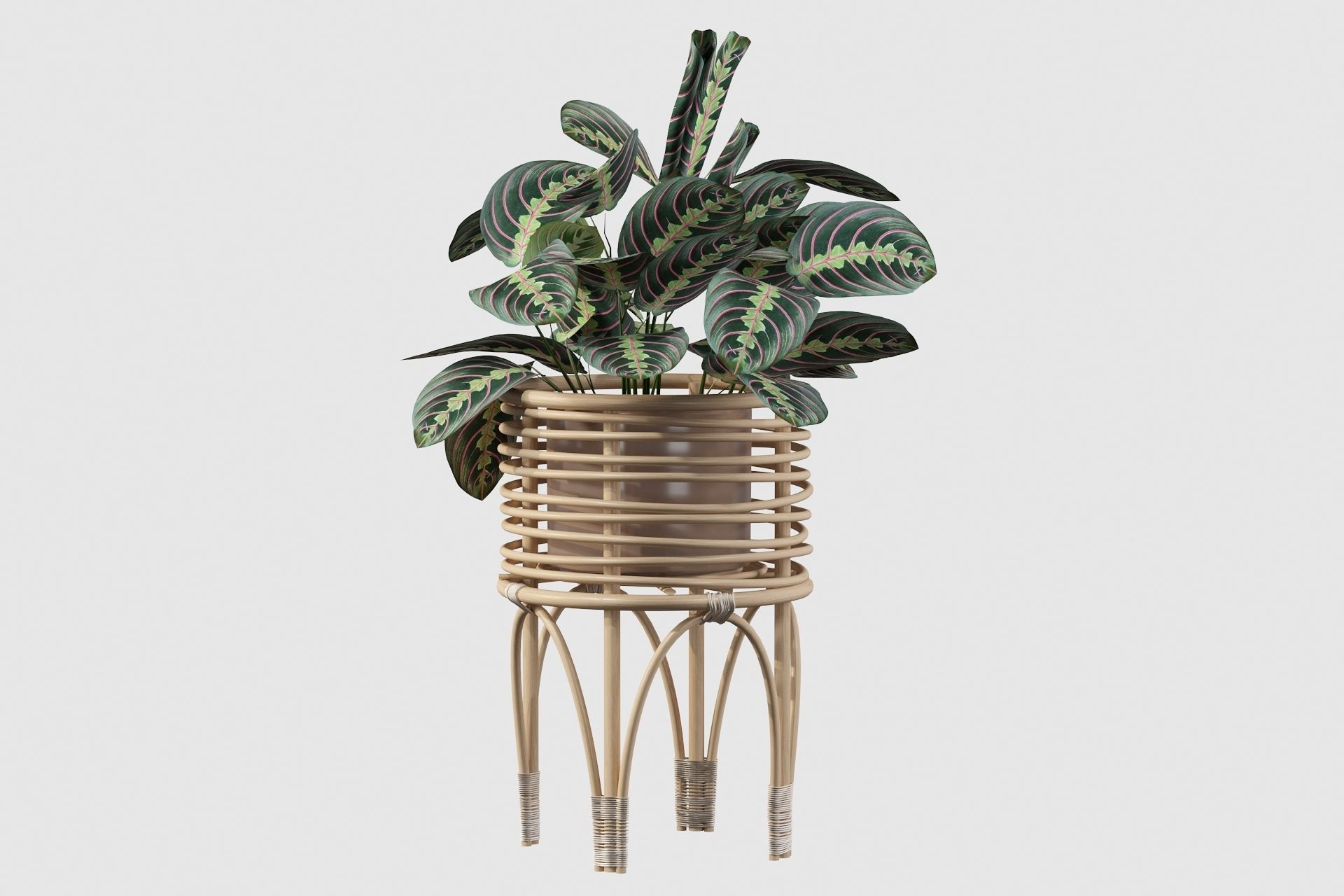 Maranta 01 3D model_68