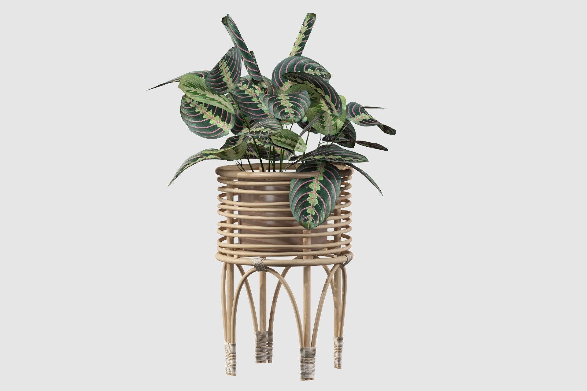 Maranta 01 3D model_60