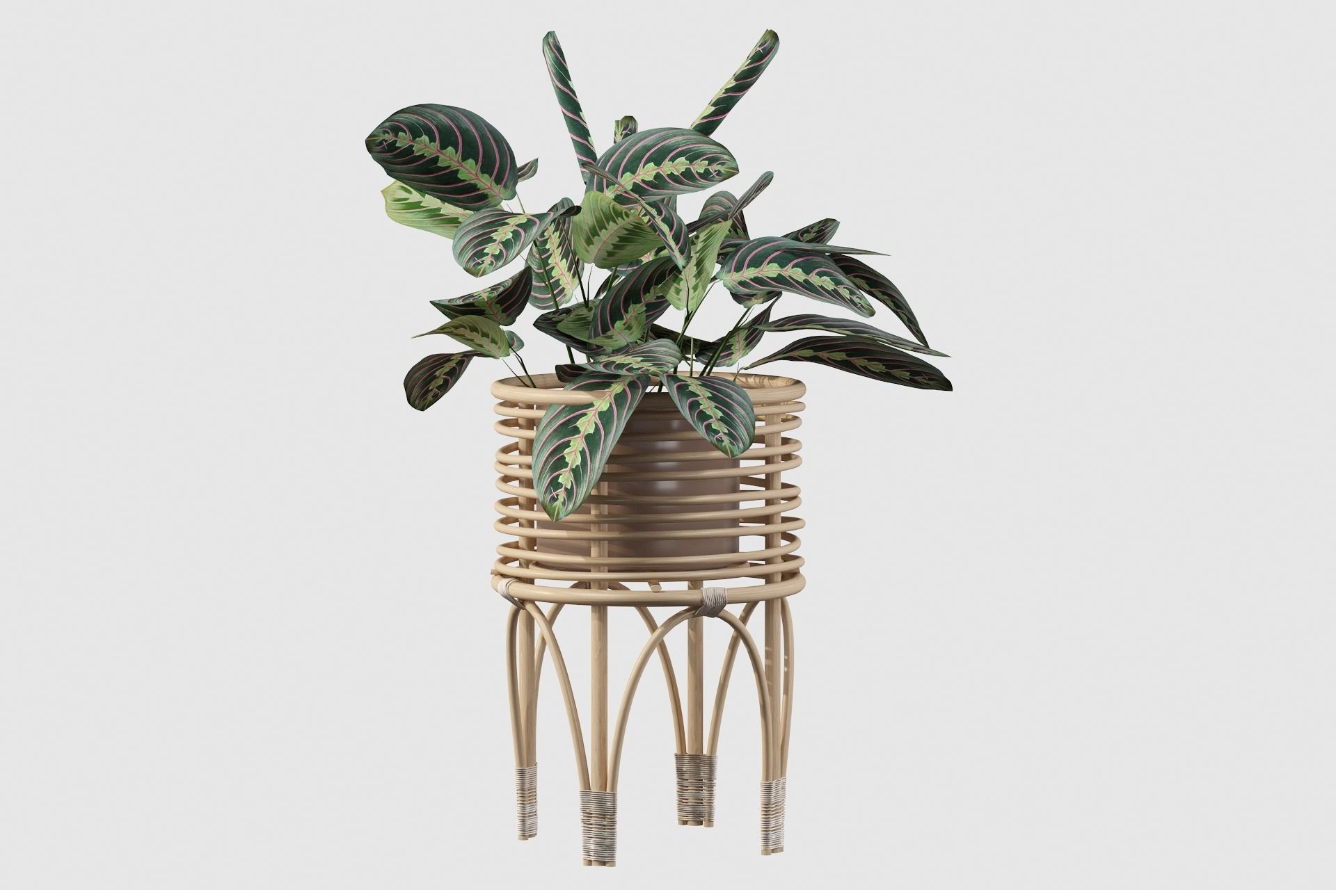 Maranta 01 3D model_47