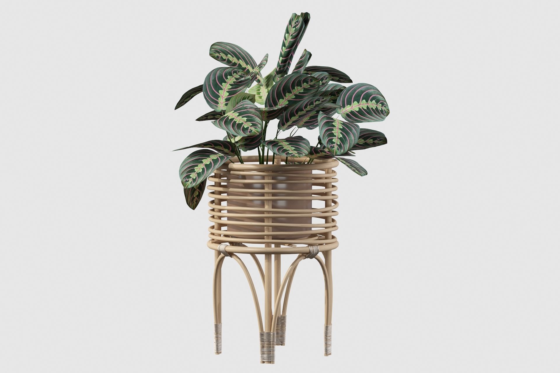 Maranta 01 3D model_65