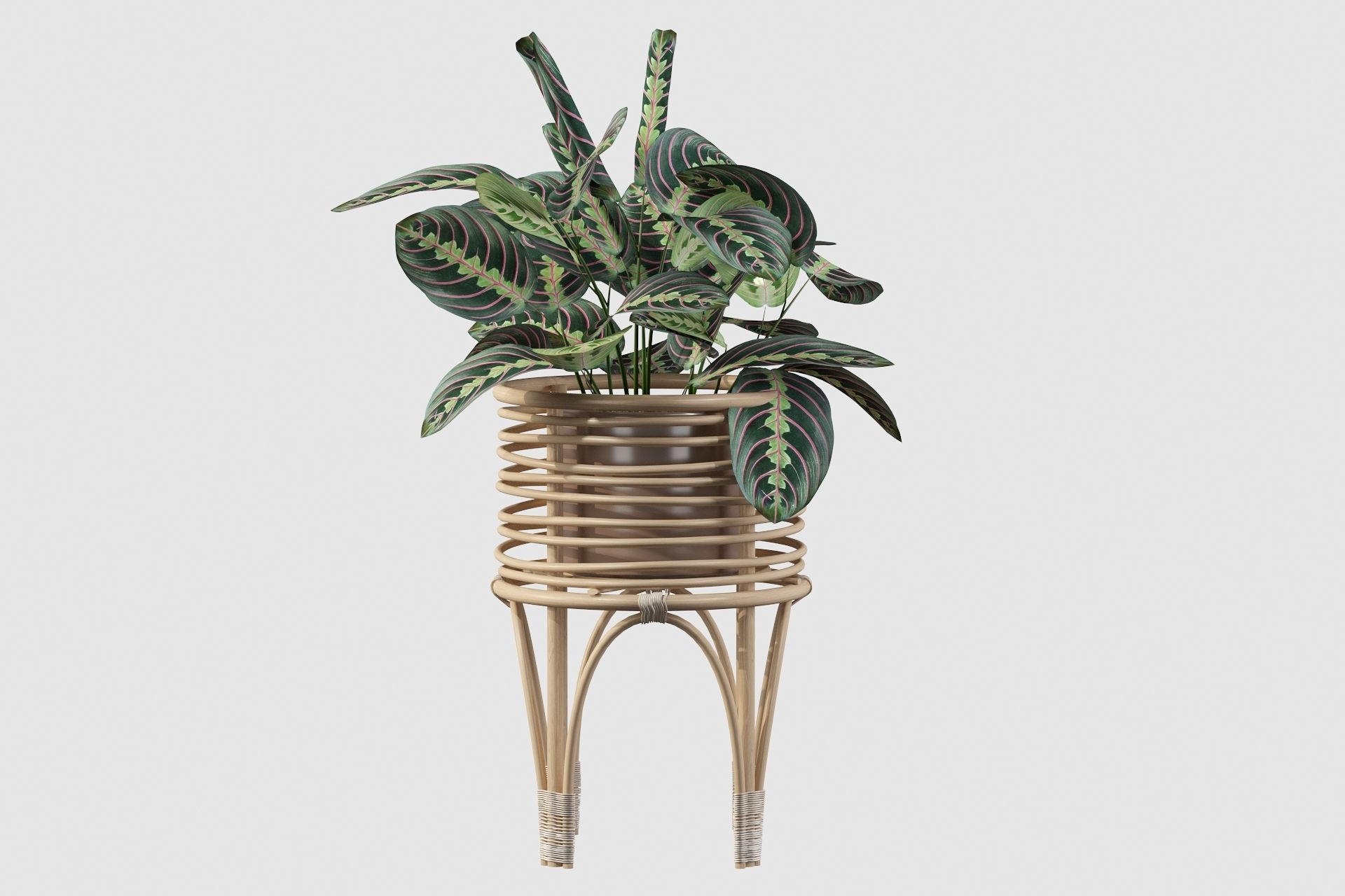 Maranta 01 3D model_44