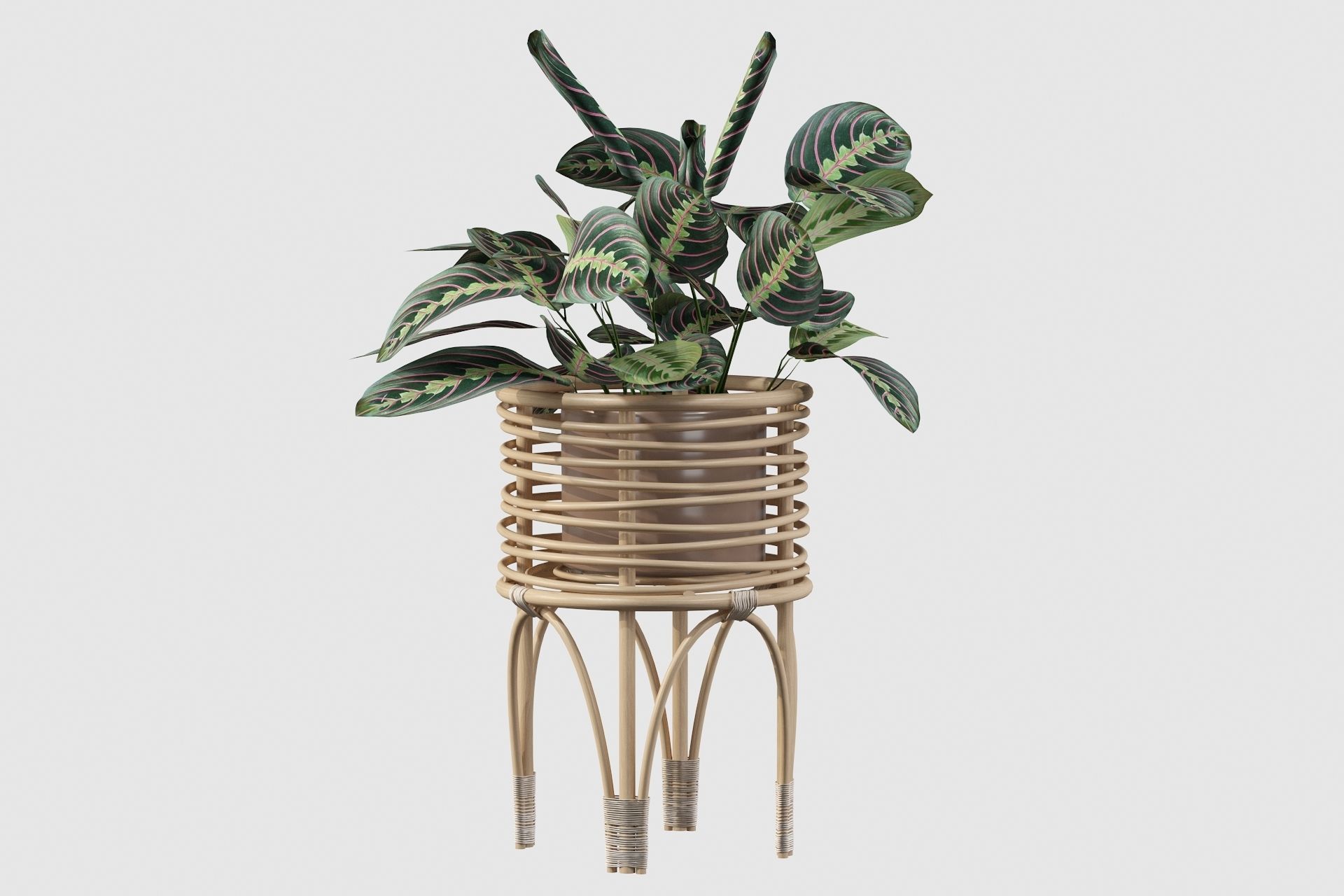 Maranta 01 3D model_51